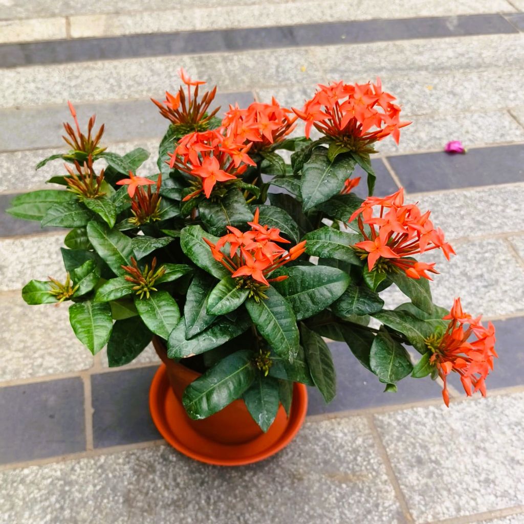 Ixora Orange in 7 Inch Classy Red Plastic Pot with Tray