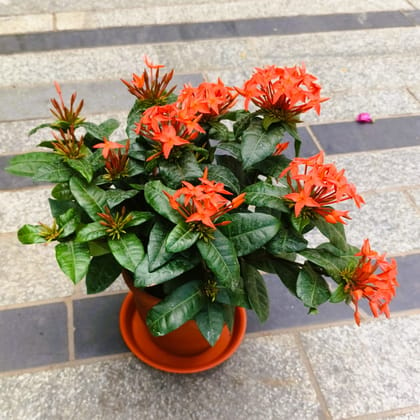 Buy Ixora Orange in 7 Inch Classy Red Plastic Pot with Tray in 5 Inch Nursery Bag Online | Urvann.com