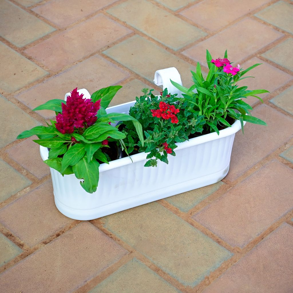 Cockscomb, Verbena & Dianthus (any colour) in 7 Inch White Double Hook Hanging Plastic Planter