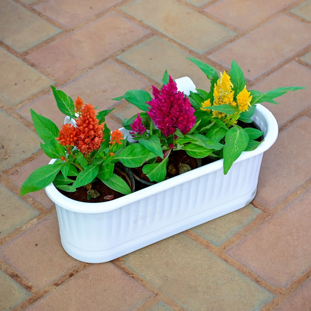 Three Celosia / Cockscomb (Any Colour) planted in 7 Inch White Double Hook Hanging Plastic Planter