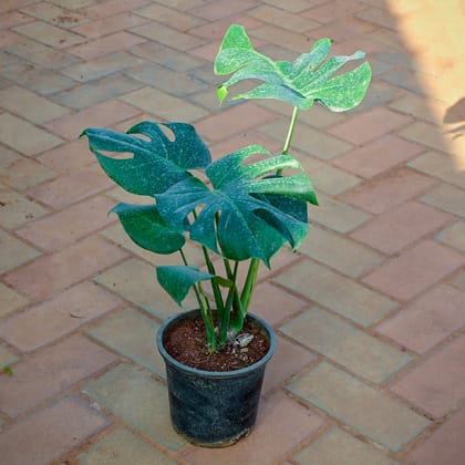 Buy Monstera Deliciosa Big leaf in 6 Inch Nursery Pot Online | Urvann.com