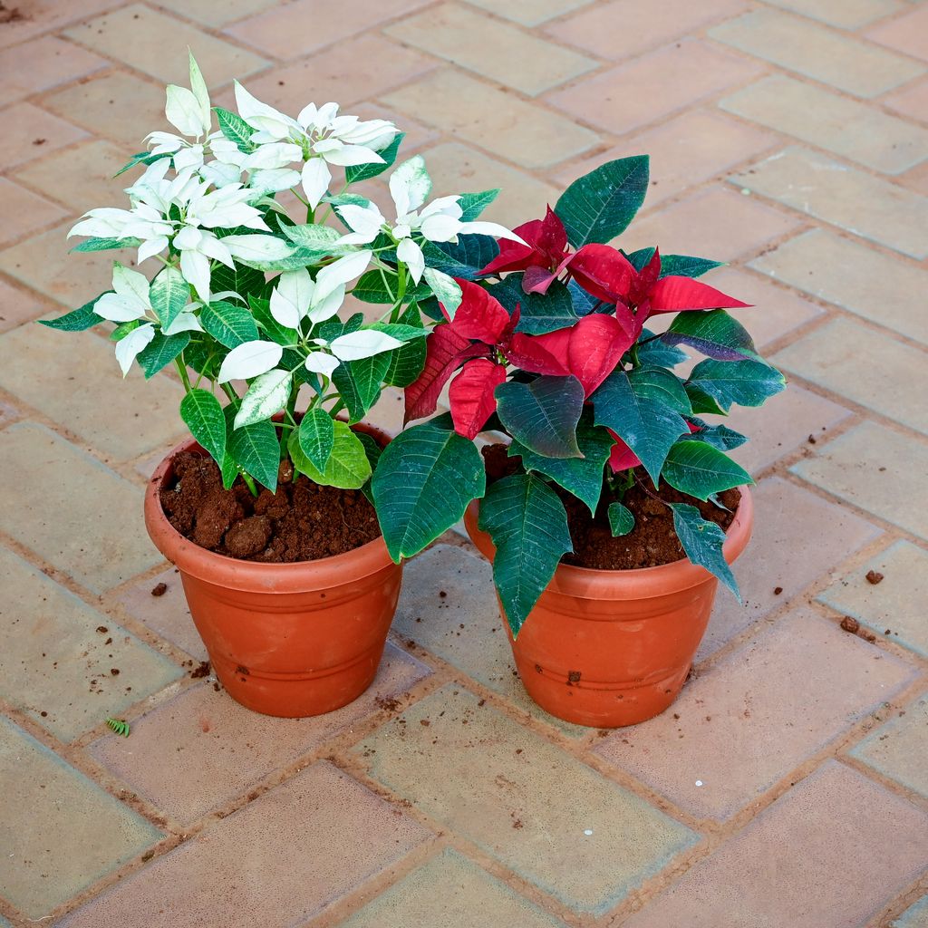 Set of 2 - Christmas Flower / Poinsettia (Red & White) in 7 Inch Classy Red Plastic Pot