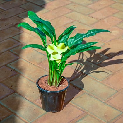 Buy Arum - Lily (any colour) in 4 Inch Nursery Pot Online | Urvann.com