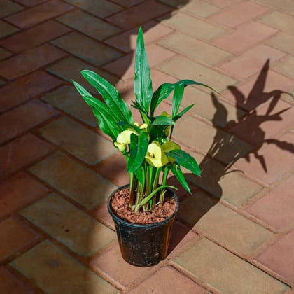 Buy Canna Lily (any colour) in 5 Inch Nursery Pot Online | Urvann.com