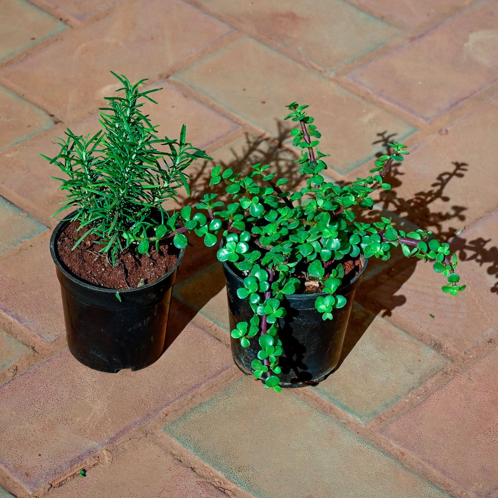 Set of 2 - Rosemary & Jade Bushy in 5 Inch Nursery Pot