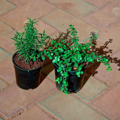 Buy Set of 2 - Rosemary & Jade Bushy in 5 Inch Nursery Pot Online | Urvann.com