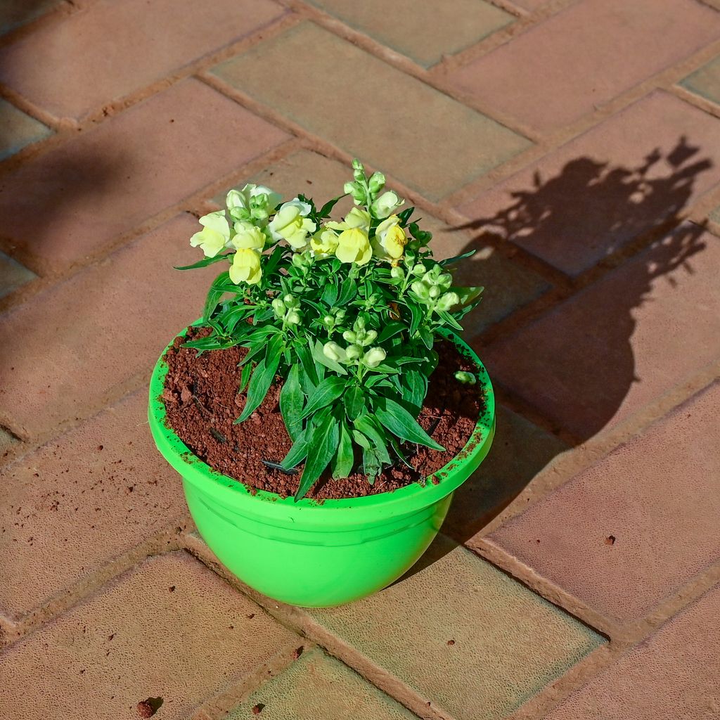 Antirrhinum Majus (Snapdragon) / Dog Flower Yellow in 7 Inch Designer Plastic Pot (any colour)