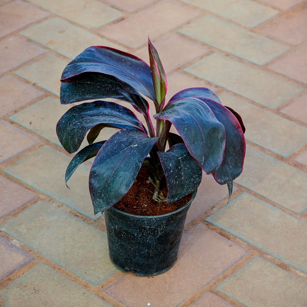 Dracaena Rosea in 6 Inch Nursery Pot