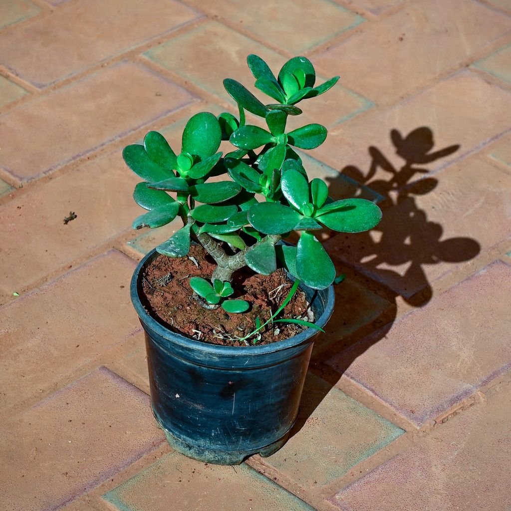 Crassula Bonsai in 5 Inch Nursery Pot