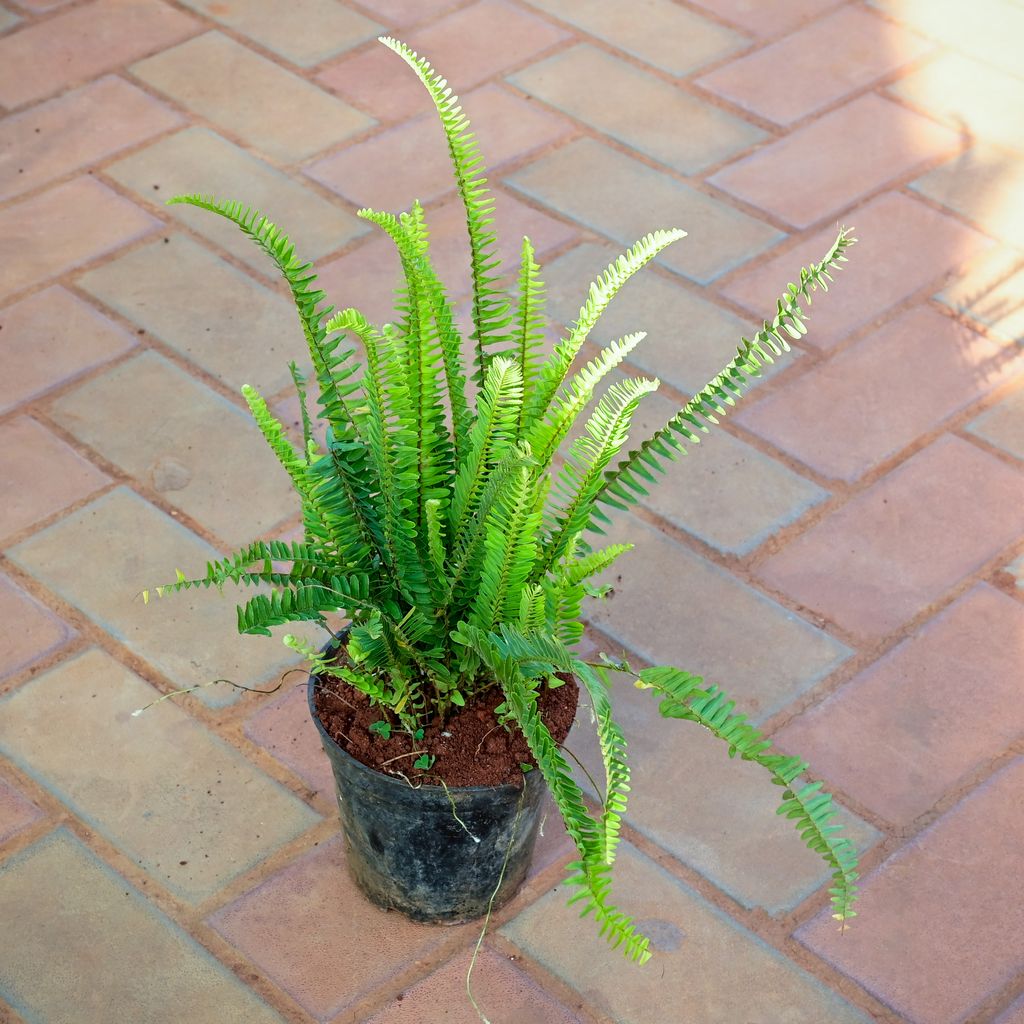 Fern Green in 4 Inch Nursery Pot