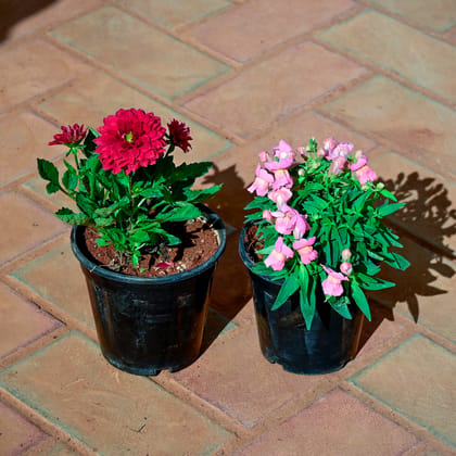 Buy Set of 2 - Dahlia & Dog Flower (Any Colour) in 5 Inch Nursery Pot Online | Urvann.com