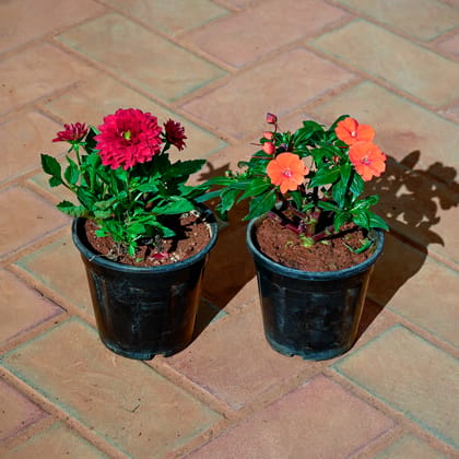 Buy Set of 2 - Dahlia & Impatients Balsam (any colour) in 5 Inch Nursery Pot Online | Urvann.com