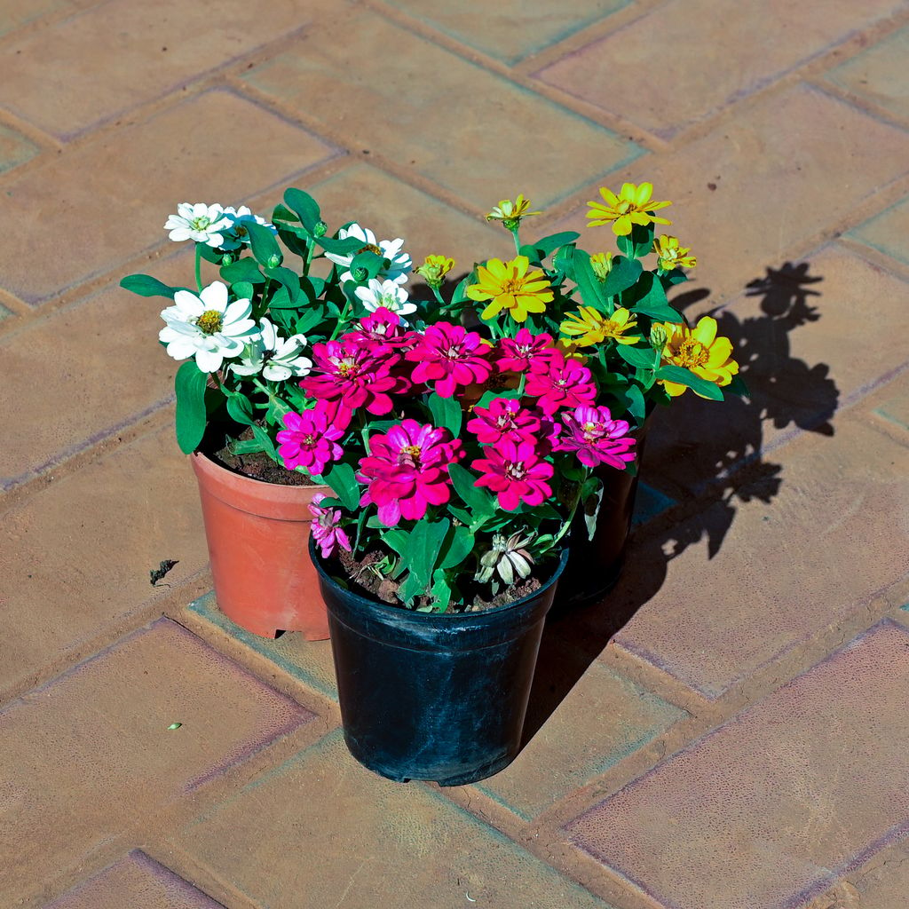 Set of 3 - Zinnia (White, Yellow & Pink) in 4 Inch Nursery Pot