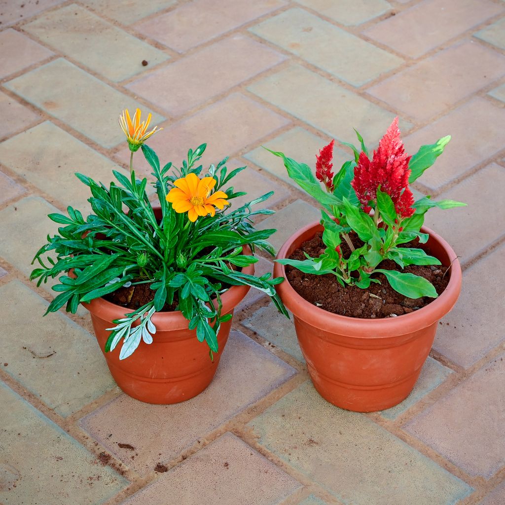 Set of 2 - Gazania & Cockscomb (any colour) in 7 Inch Classy Red Plastic Pot