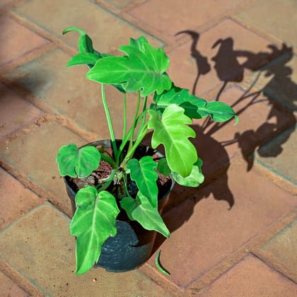 Buy Xanadu Golden in 5 Inch Nursery Pot Online | Urvann.com