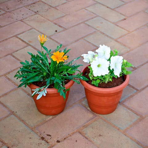 Free Next Day Delivery | Set of 2 - Gazania & Zinnia (Any colour) in 7 ...