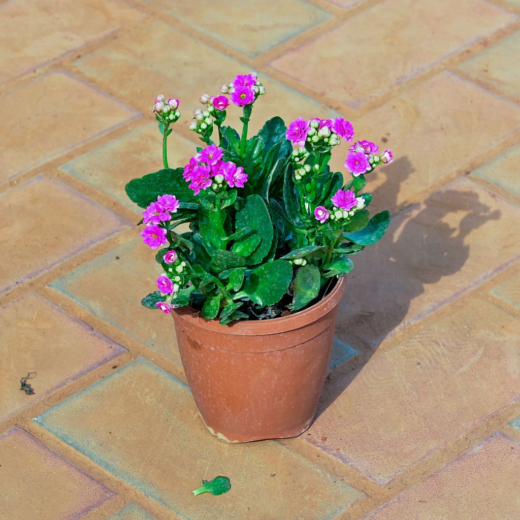 Kalanchoe Pink Succulent in 5 Inch Nursery Pot