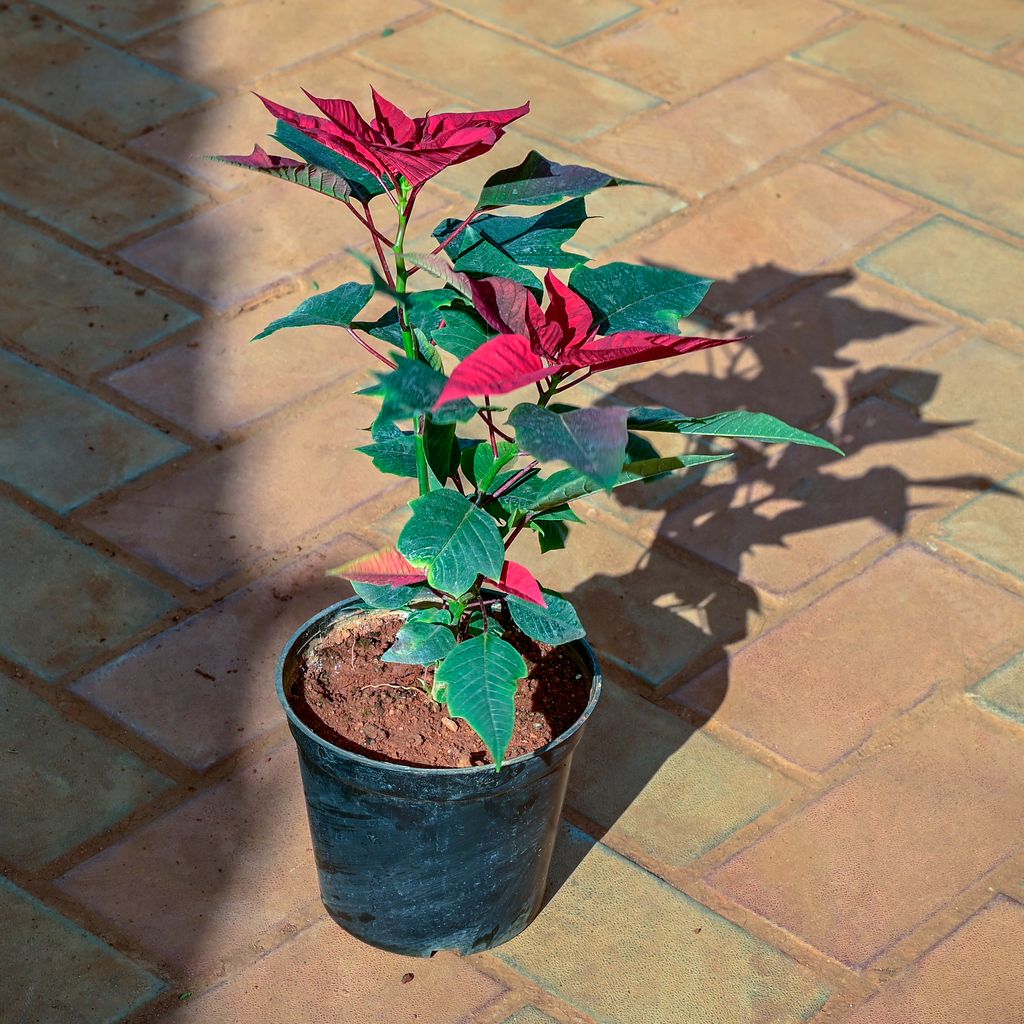 Poinsettia / Christmas Flower Red in 5 Inch Nursery Pot