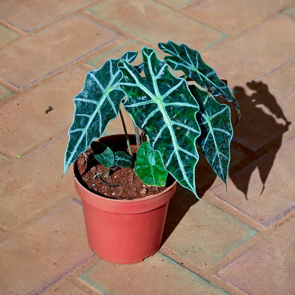 Alocasia Velvet in 5 Inch Nursery Pot