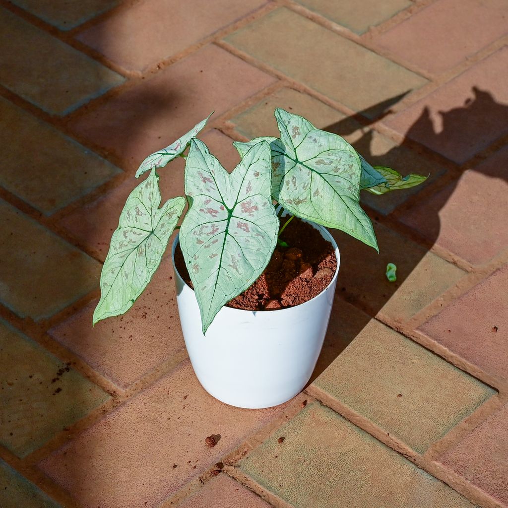 Alocasia Silver Dragon in 5 Inch White Premium Sphere Plastic Pot - Best Exotic Indoor Plant