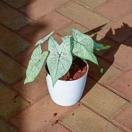 Buy Alocasia Silver Dragon in 5 Inch White Premium Sphere Plastic Pot Online | Urvann.com