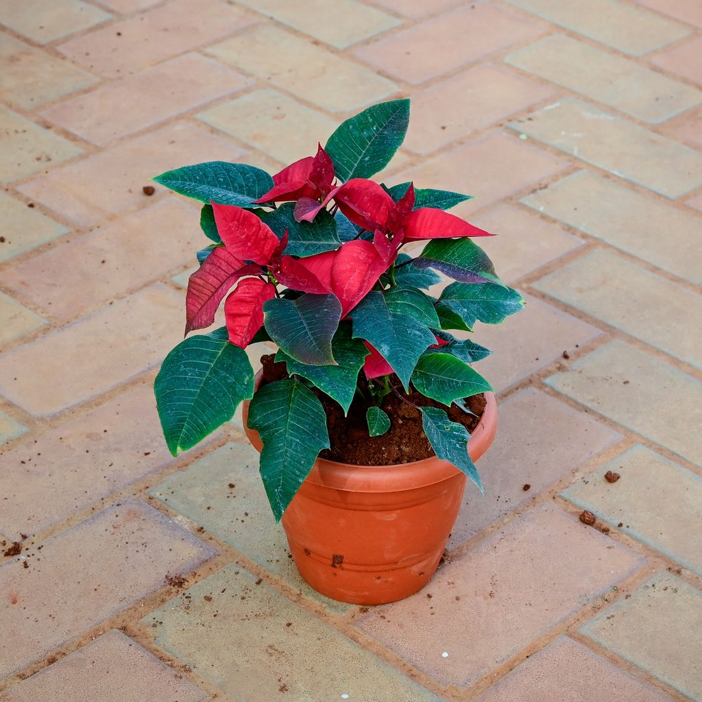 Poinsettia / Christmas Flower Red in 7 Inch Classy Red Plastic Pot