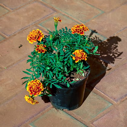 Buy Marigold / Genda Jafri (any colour) in 4 Inch Nursery Pot Online | Urvann.com