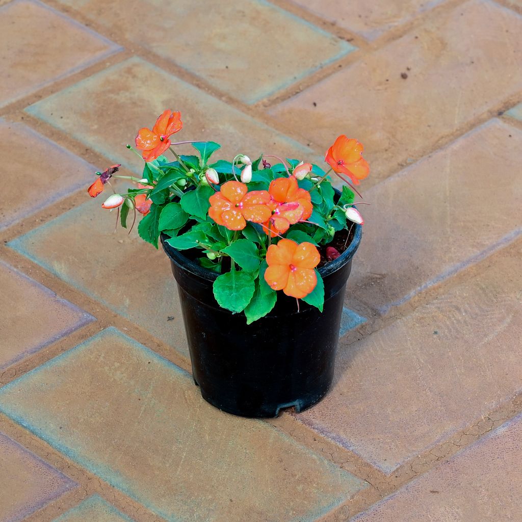 Impatients Balsamina (any colour) in 5 Inch Nursery Pot