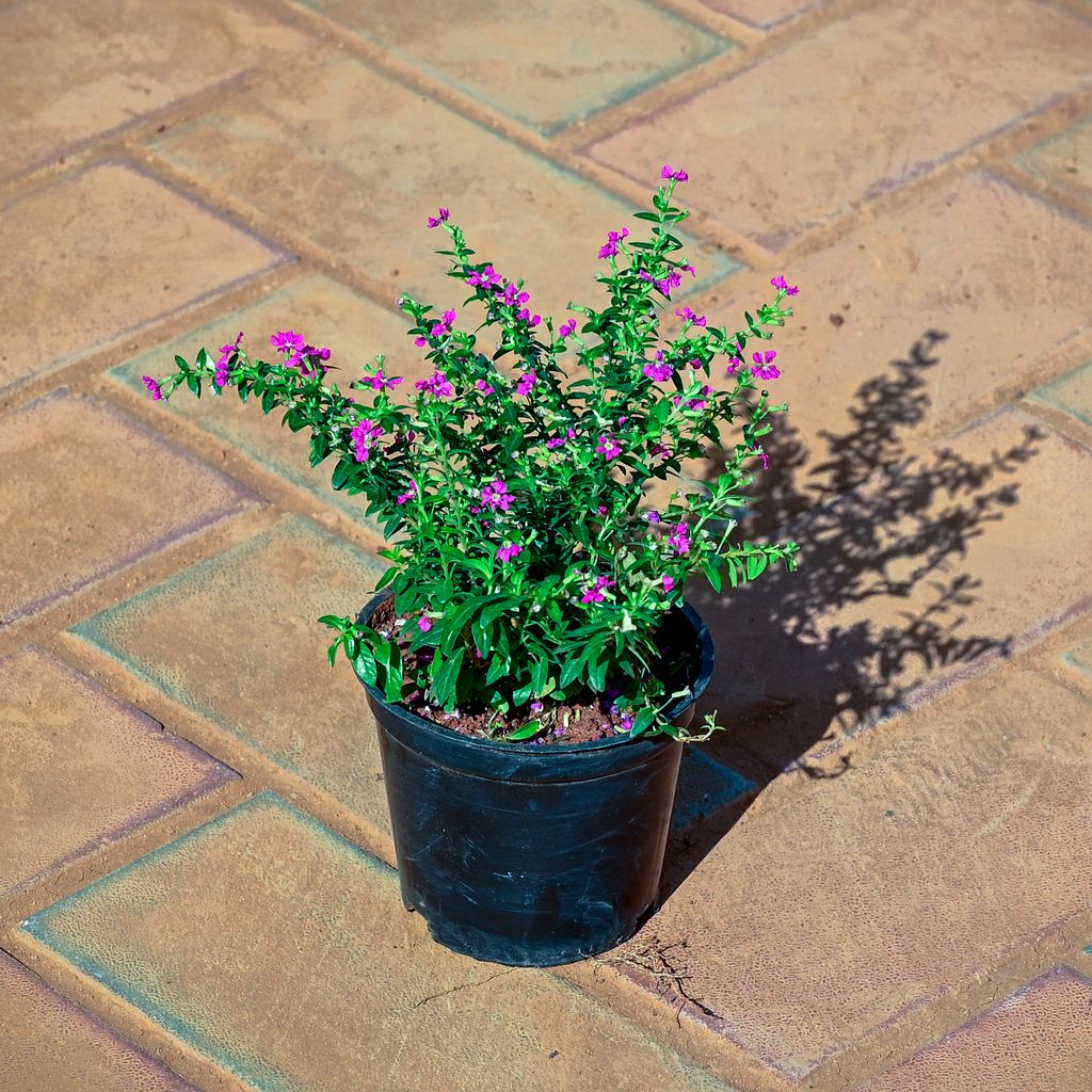 Cuphea / False Heather Pink in 4 Inch Nursery Pot