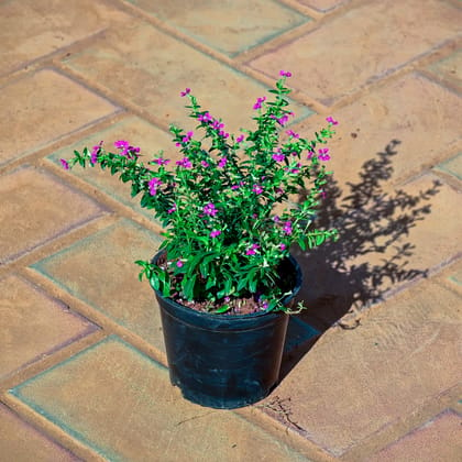 Buy Cuphea / False Heather Pink in 4 Inch Nursery Pot Online | Urvann.com