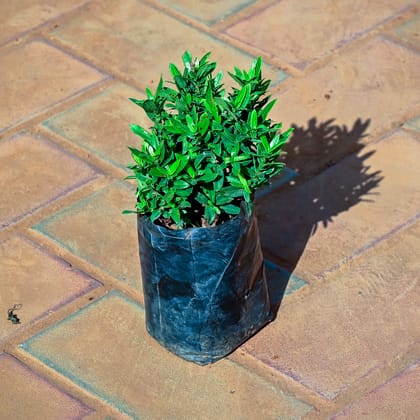 Buy Ixora Peach in 4 Inch Nursery Bag Online | Urvann.com