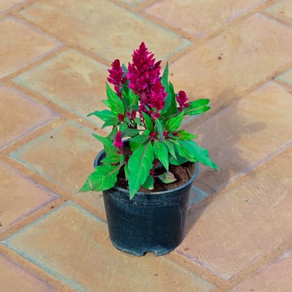 Buy Celosia / Cockscomb (any colour) in 4 Inch Nursery Pot Online | Urvann.com