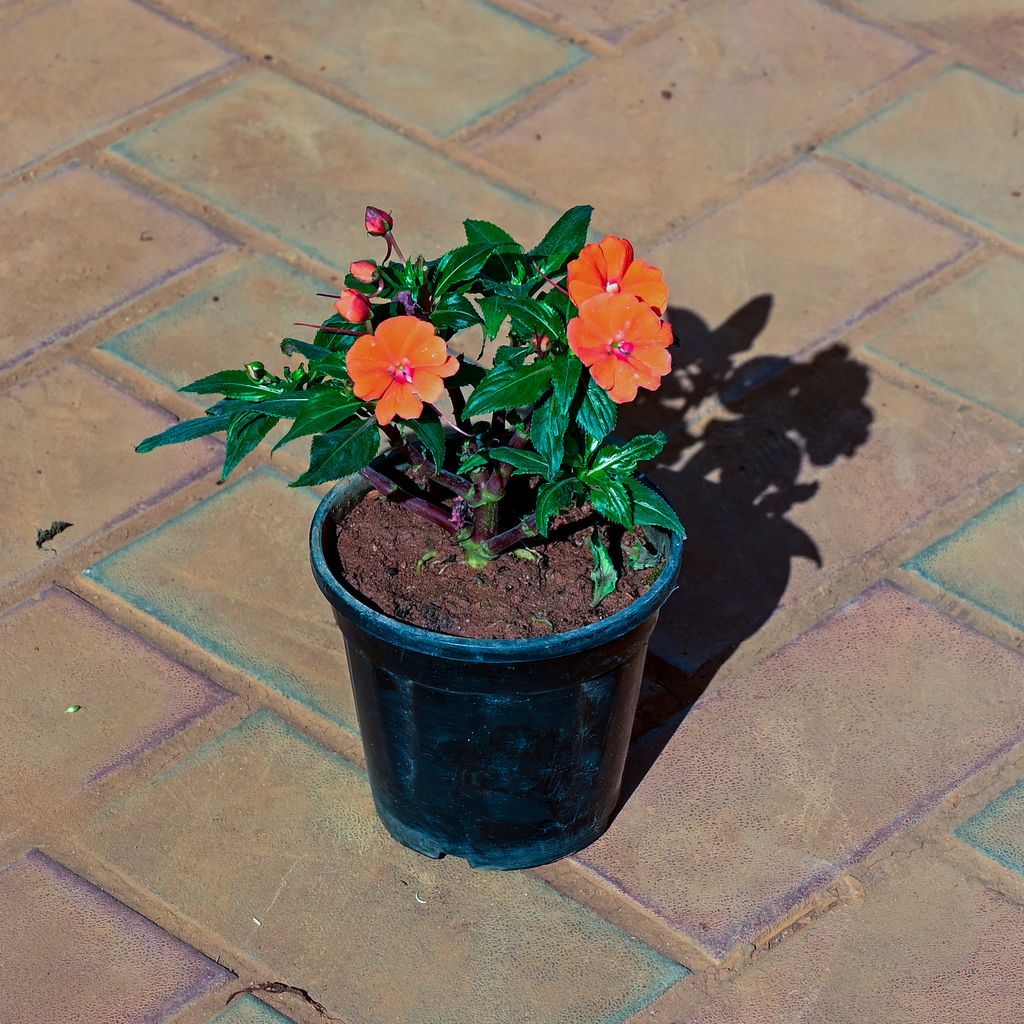 Impatients Balsamina Orange in 5 Inch Nursery Pot