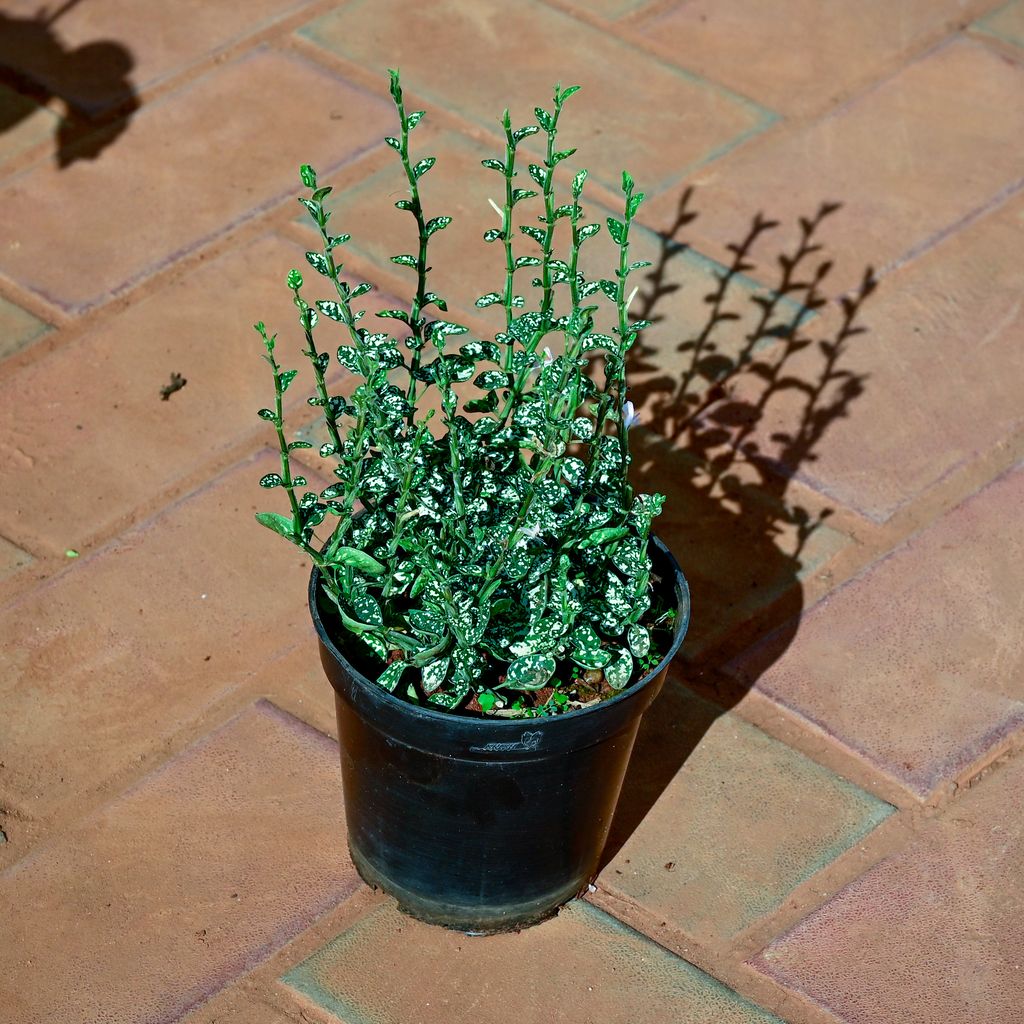 Hypoestes / Polka Dot Green White in 4 Inch Nursery Pot