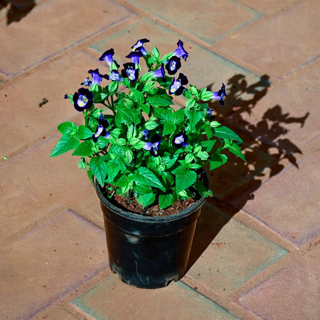 Torenia / Wishbone Purple in 4 Inch Nursery Pot