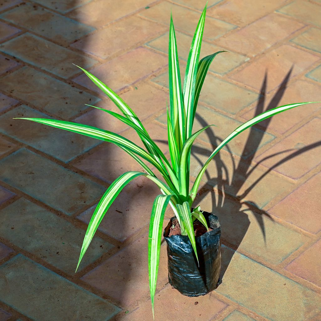 Pandanus Yellow in 4 Inch Nursery Bag