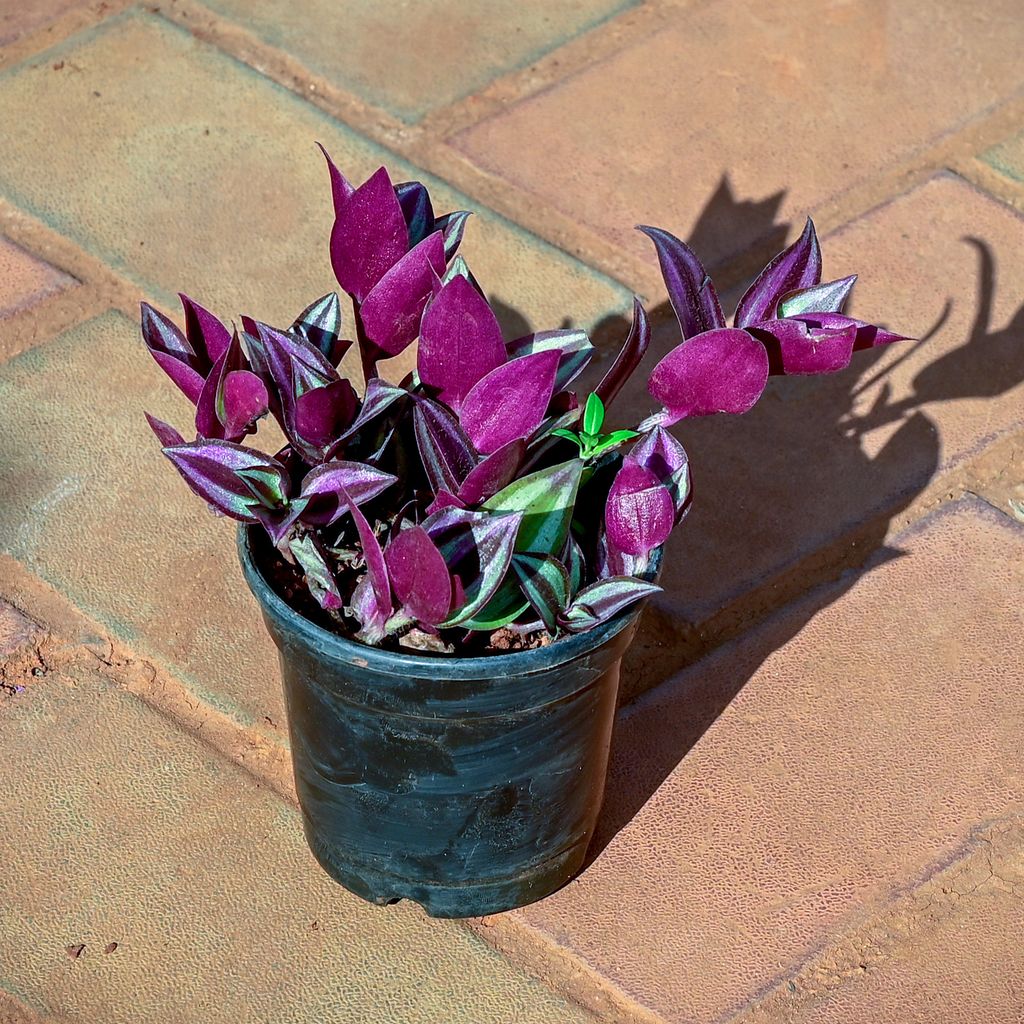 Wandering Jew in 5 Inch Nursery Pot