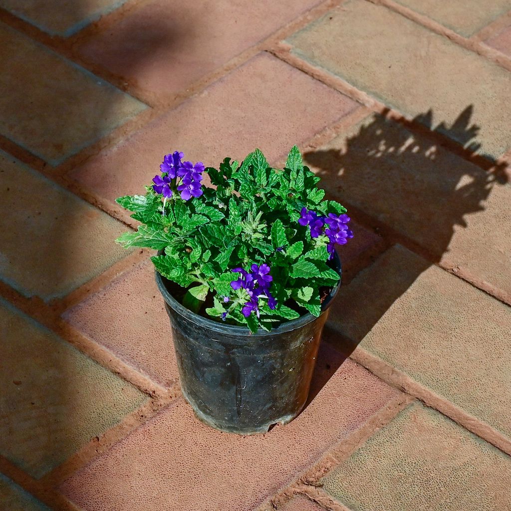 Verbena (Any Colour) in 4 Inch Nursery Pot