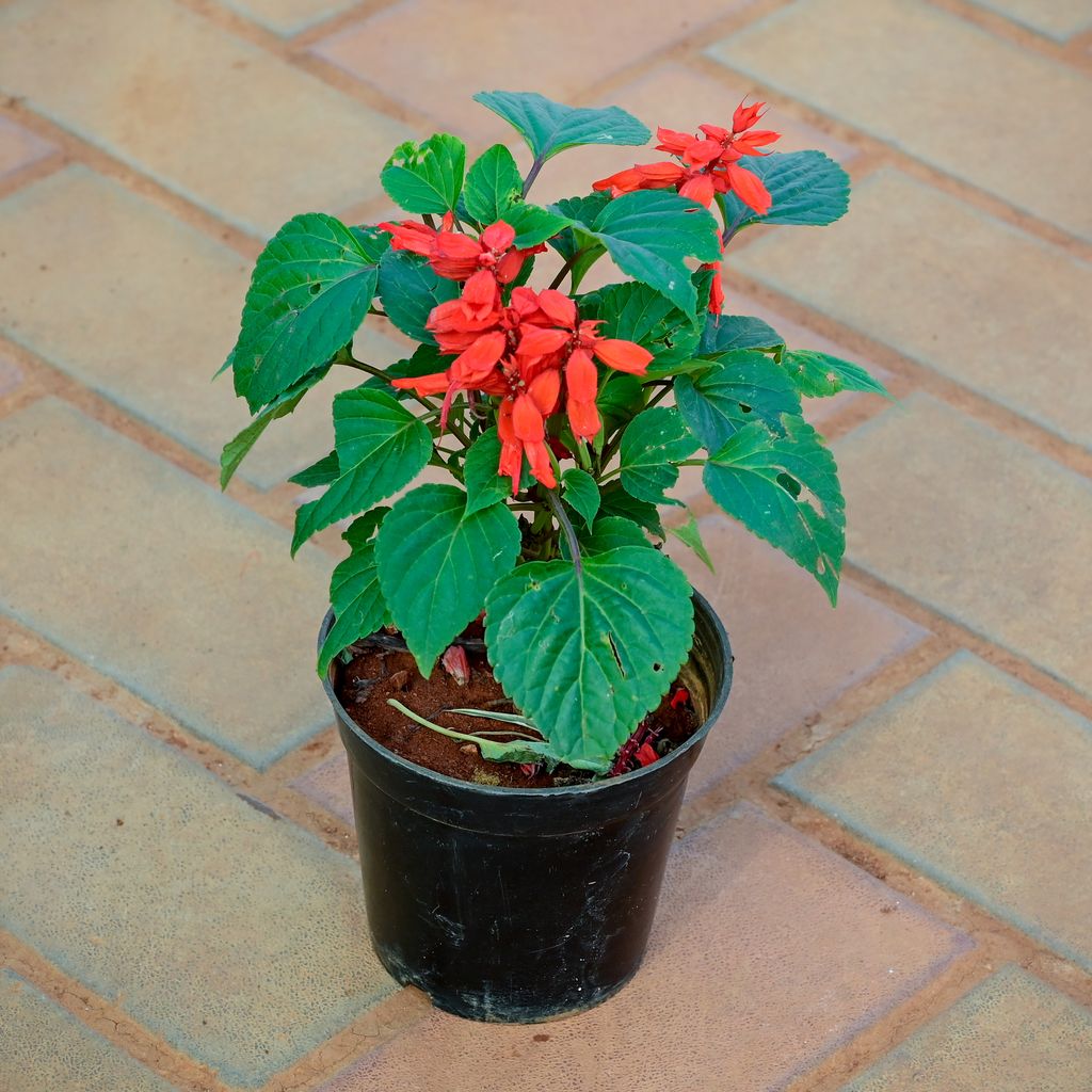 Salvia Red in 4 Inch Nursery Pot