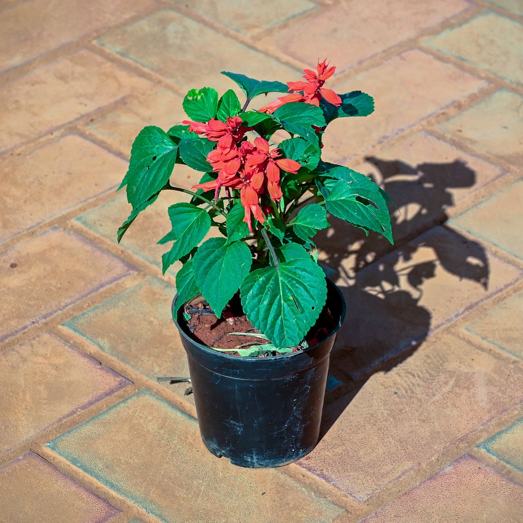 Salvia Red in 4 Inch Nursery Pot