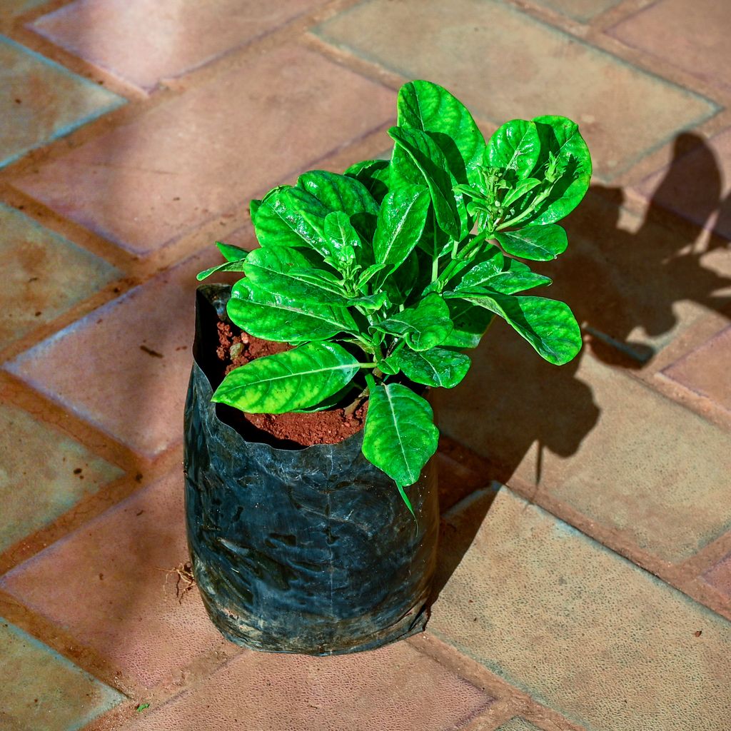 Allamanda Yellow Creeper in 4 Inch Nursery Bag