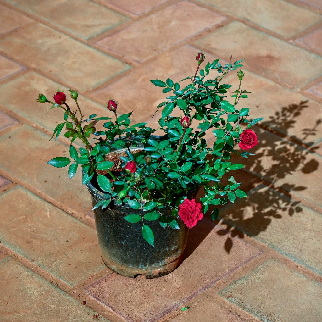 Rose Desi Red in 6 Inch Nursery Pot