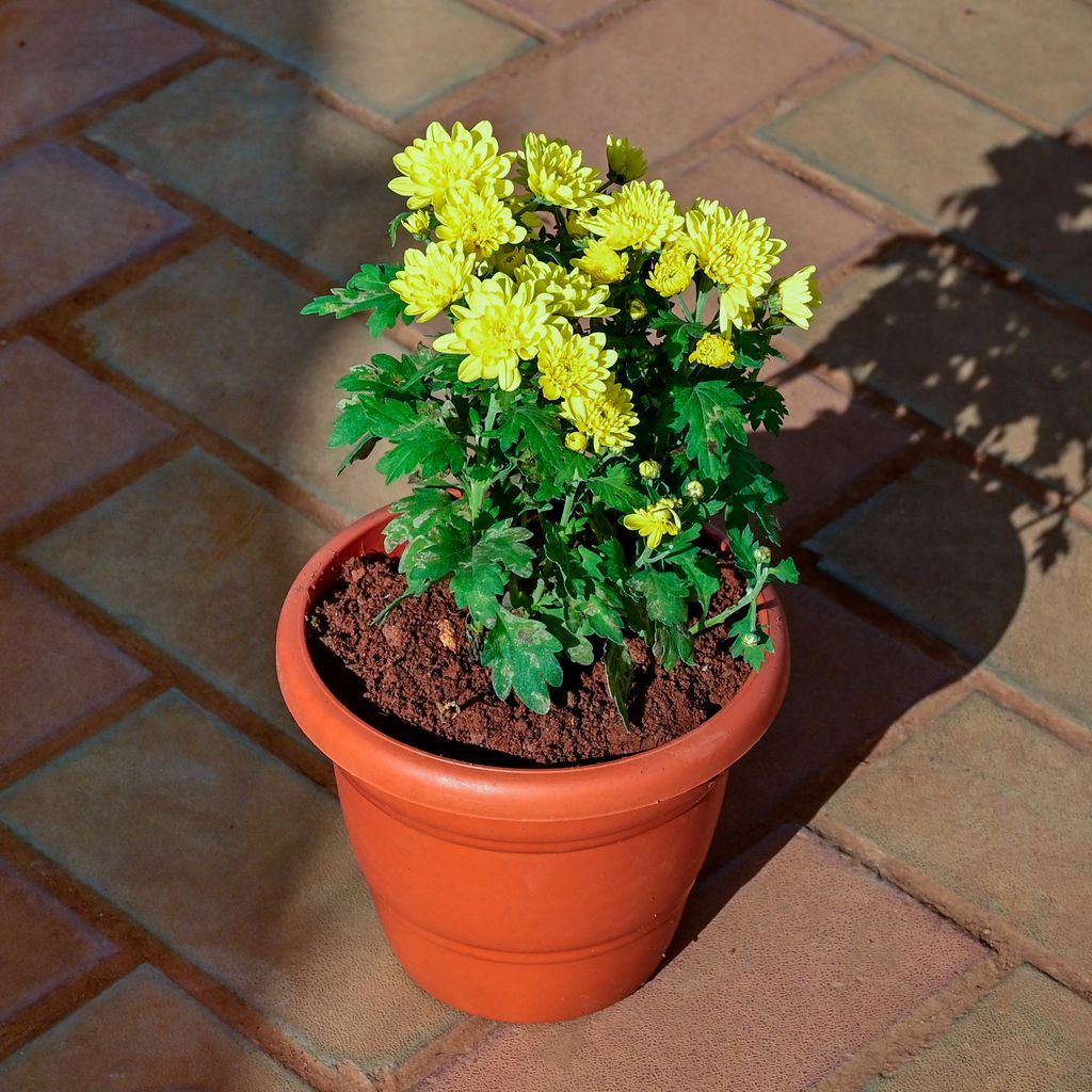 Chrysanthemum / Guldawari / Guldaudi (any colour) in 7 Inch Classy Red Plastic Pot