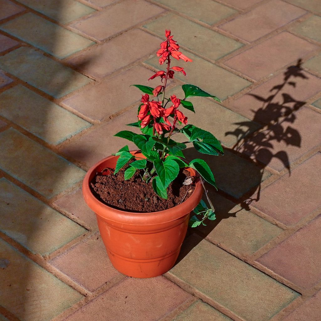 Salvia Red in 7 Inch Classy Red Plastic Pot