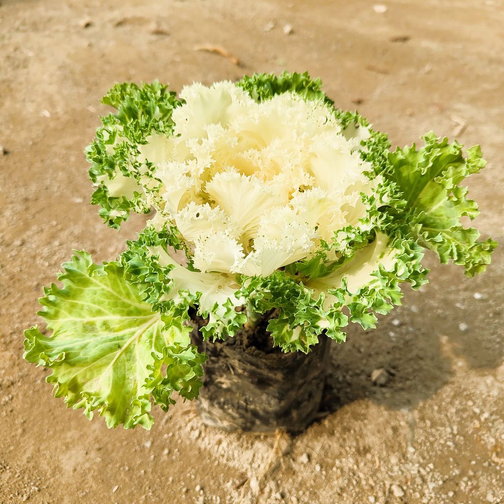 Kale Green White in 4 Inch Nursery Bag