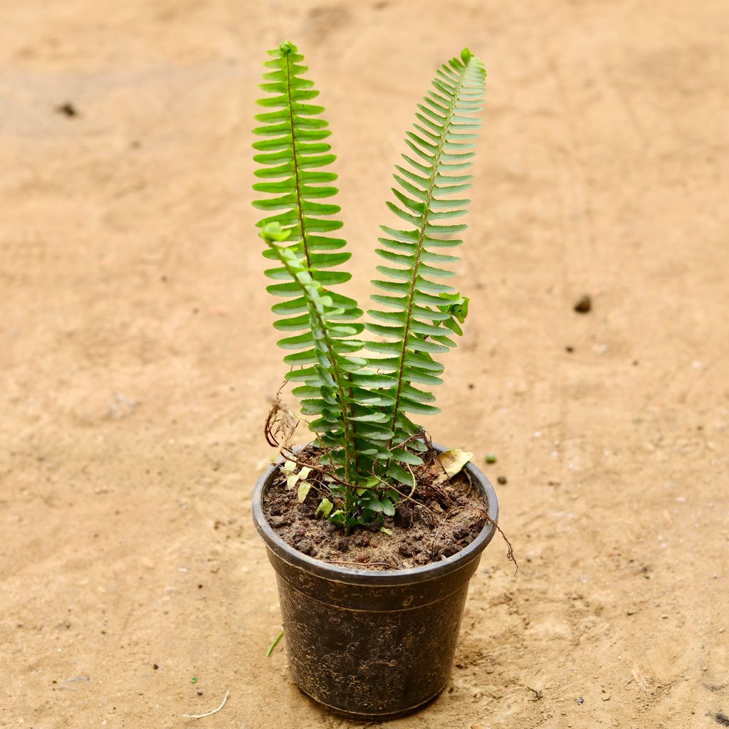 Fern Green in 6 Inch Nursery Pot