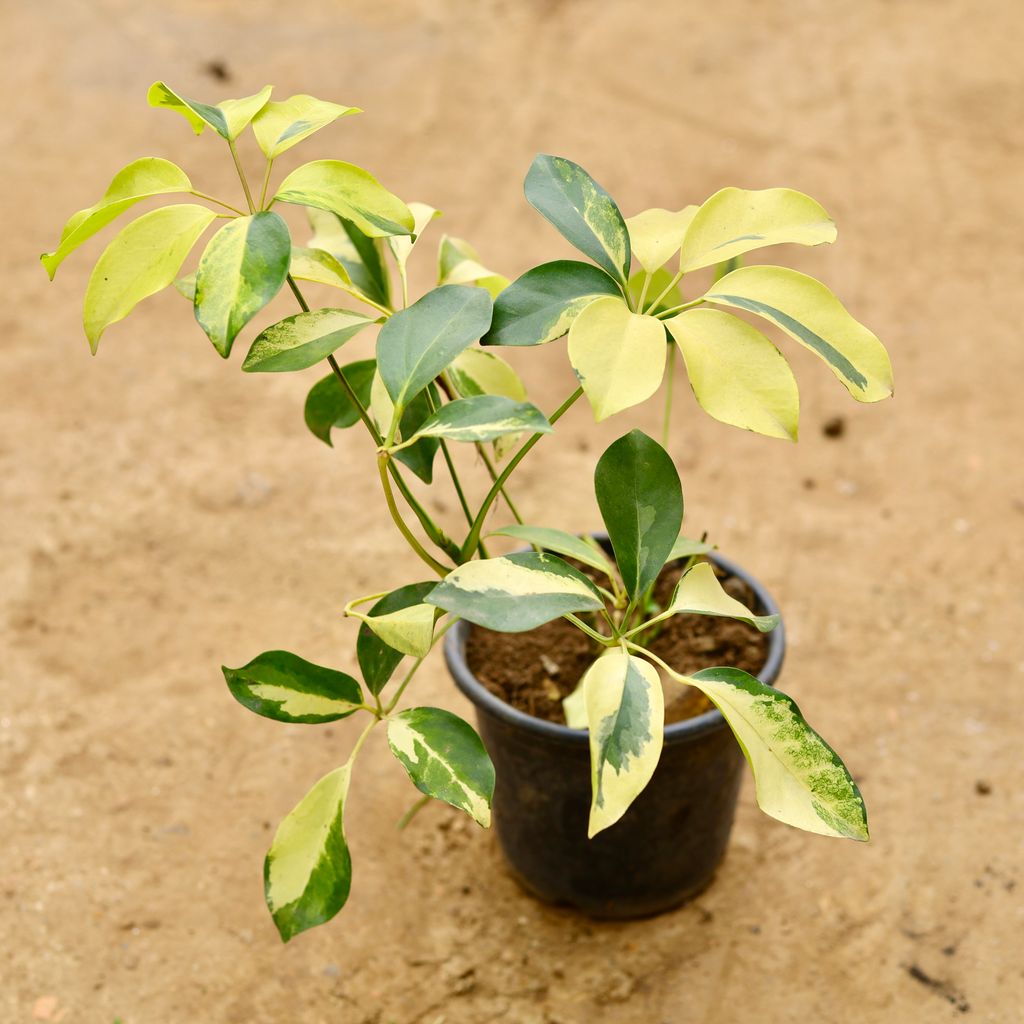 Schefflera Brassia in 6 Inch Nursery Pot