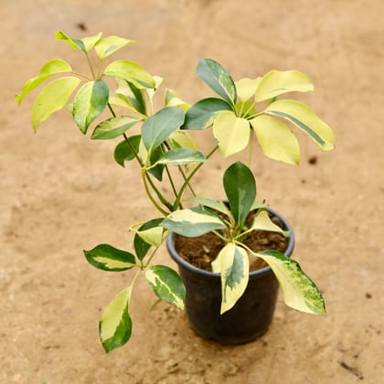 Buy Schefflera Brassia in 6 Inch Nursery Pot Online | Urvann.com