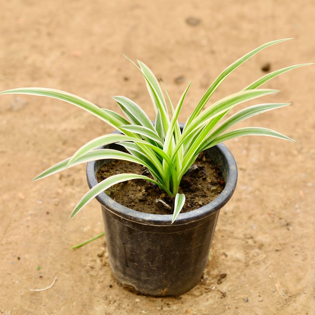 Spider in 6 Inch Nursery Pot