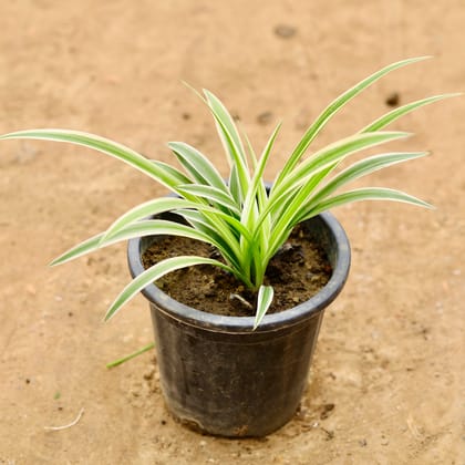 Buy Spider in 6 Inch Nursery Pot Online | Urvann.com